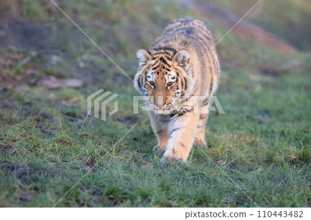 Junior amour tiger on the green grass 110443482