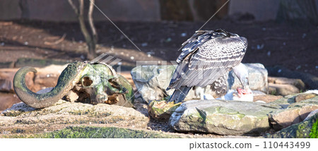 Black vulture (Coragyps atratus) eating a rabbit Black vulture (Coragyps atratus) eating a rabbit 110443499