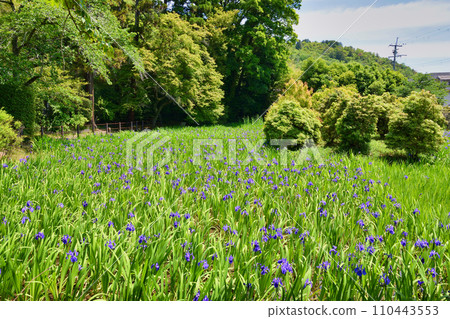 Kyoto Ota Shrine, Kakitsubata of Otanosawa (Kamigamo Shrine, a subsidiary shrine of Kamobetsu Rai Shrine) Kyoto Ota Shrine, Kakitsubata of Otanosawa (Kamigamo Shrine, a subsidiary shrine of Kamobetsu Rai Shrine) 110443553