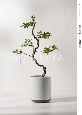 Serissa foetida bonsai 110444207
