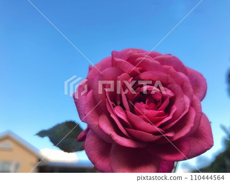 Rose shining in the blue sky 110444564