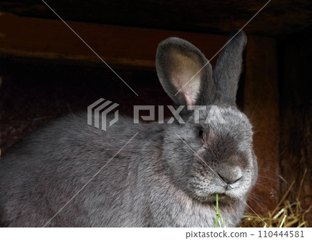 Pure bred male rabbit, Moravian blue 110444581