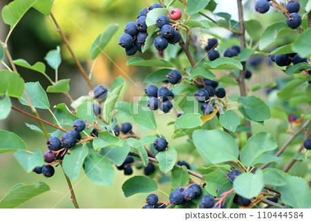 Branch with berries of Amelanchier alnifolia called Smoky Saskatoon, Pacific serviceberry, western serviceberry or dwarf shadbush Branch with berries of Amelanchier alnifolia called Smoky Saskatoon, Pacific serviceberry, western serviceberry or dwarf shadbush 110444584