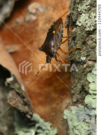 Red-brown forest bug on the bark of a tree covered with moss 110444769