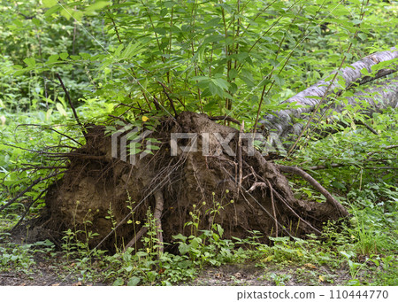 The roots of a birch felled by a storm The roots of a birch felled by a storm 110444770