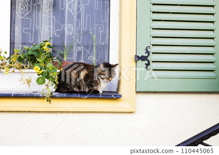 A beautiful cat is sitting on the window looking at the street. The pet is sad. Close-up of the head. The theme of animals A beautiful cat is sitting on the window looking at the street. The pet is sad. Close-up of the head. The theme of animals 110445065