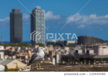 Barcelona skyline and seabirds Barcelona skyline and seabirds 110445090