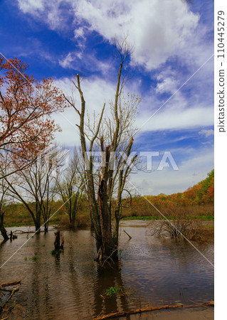 Glade in the forest after rain with green grass and trees in early spring. Trees in water during spring floods in 110445279