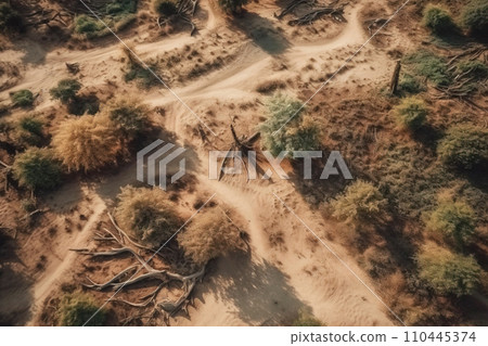 Death of the forest, drought in the desert. Feature of an environmental disaster. 110445374
