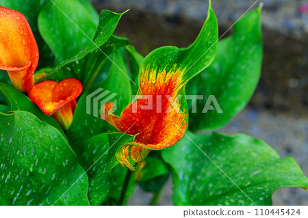 calla lily with drops orange calla lily partial leaf as ornament 110445424