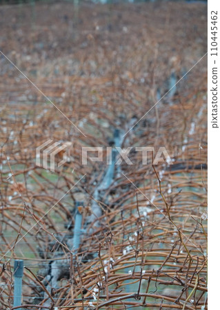 Shine Muscat Grape Pruning (Shine Muscat) Shine Muscat Grape Pruning (Shine Muscat) 110445462