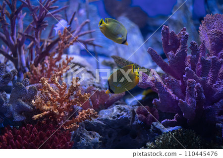 Yellow Butterflyfish, with their delicate patterns, navigate the intricate purples and reds of the coral reef, a testament to the ocean's diverse ecosystem. 110445476