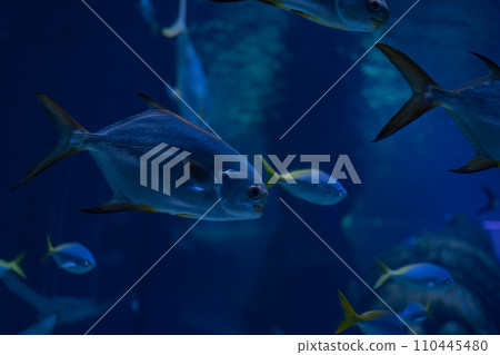 Sleek Palometa fish swim in unison in the deep blue sea, their silvery bodies reflecting light amidst the serene underwater world. Sleek Palometa fish swim in unison in the deep blue sea, their silvery bodies reflecting light amidst the serene underwater world. 110445480