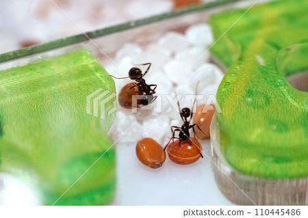 Ants Messor Structor in vitro close up Ants Messor Structor in vitro close up 110445486