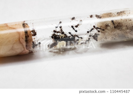 Ants Messor Structor in vitro close up Ants Messor Structor in vitro close up 110445487