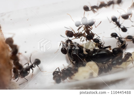 Ants Messor Structor in vitro close up Ants Messor Structor in vitro close up 110445488