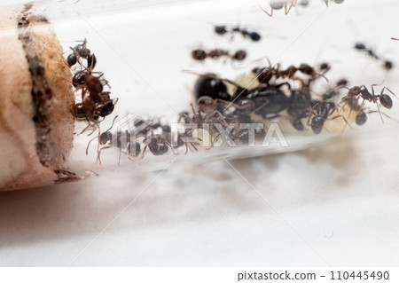 Ants Messor Structor in vitro close up Ants Messor Structor in vitro close up 110445490