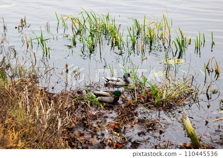 Ducks swim in the water near the shore Ducks swim in the water near the shore 110445536