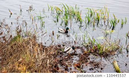 Ducks swim in the water near the shore Ducks swim in the water near the shore 110445537