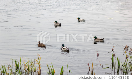 Ducks swim in the water near the shore Ducks swim in the water near the shore 110445538