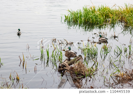 Ducks swim in the water near the shore 110445539