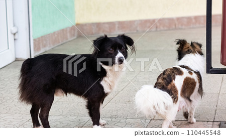 Black little fluffy dog, close up portrait Black little fluffy dog, close up portrait 110445548