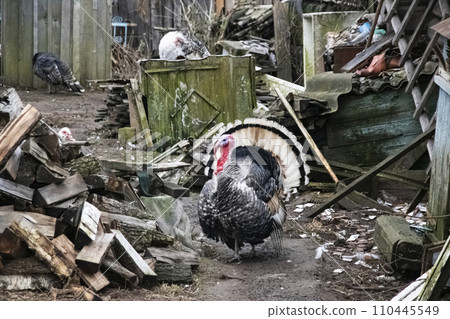 Big turkey in courtyard of village house Big turkey in courtyard of village house 110445549