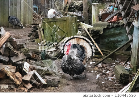 Big turkey in courtyard of village house Big turkey in courtyard of village house 110445550