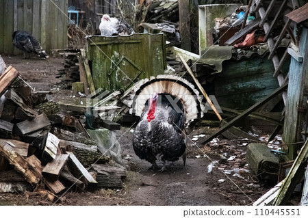 Big turkey in courtyard of village house 110445551