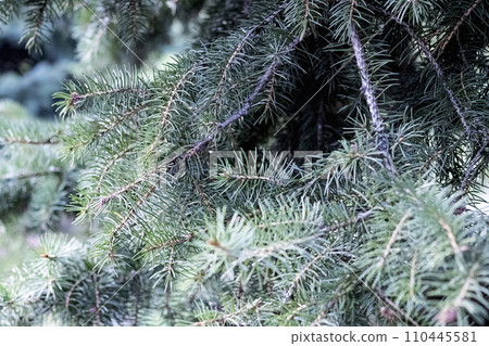 Blue spruce branches with needles close up 110445581