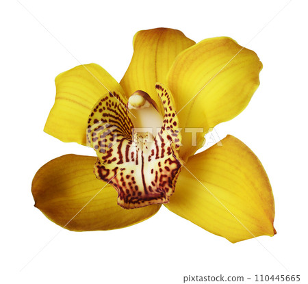 Yellow orchid (Cymbidium) flower isolated on a white background Yellow orchid (Cymbidium) flower isolated on a white background 110445665
