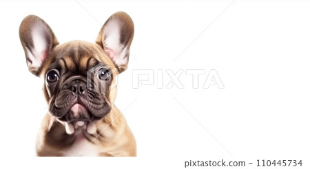 A small beautiful dog puppy plays happily in a jump, white background isolate. A small beautiful dog puppy plays happily in a jump, white background isolate. 110445734