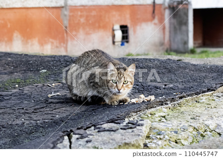 Gray stray cat eating meat close up Gray stray cat eating meat close up 110445747