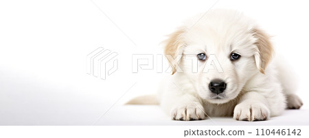 A small beautiful dog puppy plays happily in a jump, white background isolate. A small beautiful dog puppy plays happily in a jump, white background isolate. 110446142