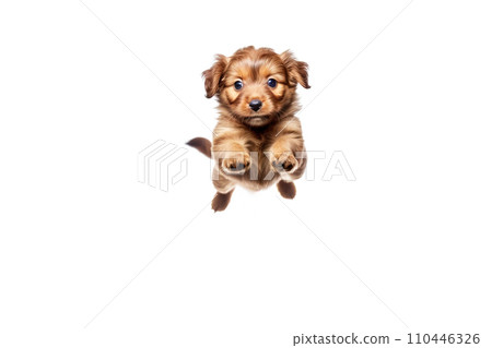 A small beautiful dog puppy plays happily in a jump, white background isolate. 110446326