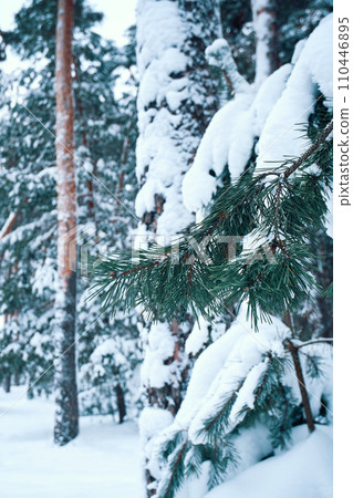 Snow covered pine trees in winter forest. Winter landscape. Christmas background Snow covered pine trees in winter forest. Winter landscape. Christmas background 110446895