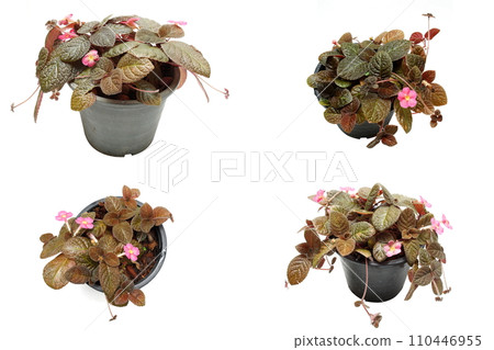 Episcia Cupreata house plants isolated on white background Episcia Cupreata house plants isolated on white background 110446955