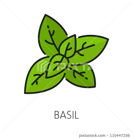 Green basil leaves isolated kitchen herb outline icon. Vector great basil culinary herb, perennial plant. Holy basilicum aromatic seasoning Green basil leaves isolated kitchen herb outline icon. Vector great basil culinary herb, perennial plant. Holy basilicum aromatic seasoning 110447286