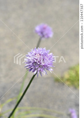 Chives flower 110447387