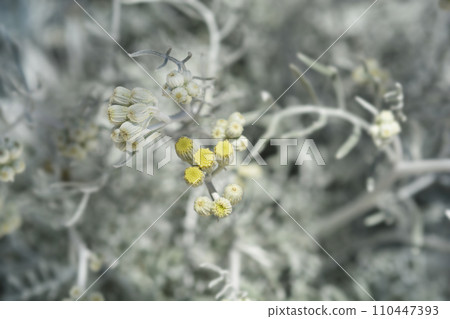 Silver ragwort 110447393