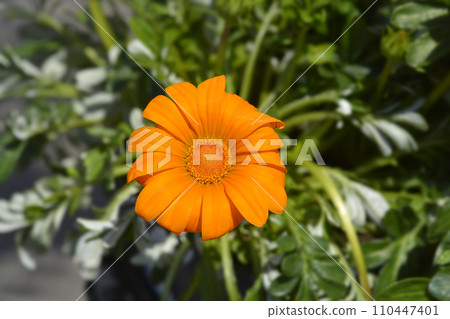 Treasure flower Treasure flower 110447401