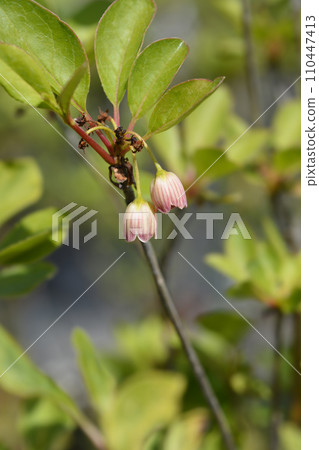 Red-vein enkianthus 110447413