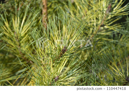 Dragons-eye Pine 110447418