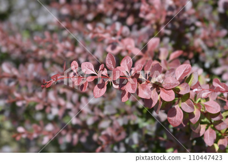 Purple Japanese barberry Purple Japanese barberry 110447423