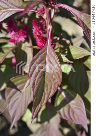 Cockscomb Cockscomb 110447436