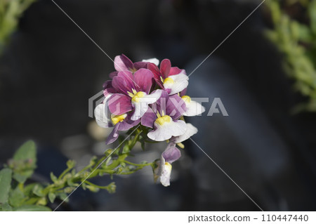 Nemesia flowers 110447440