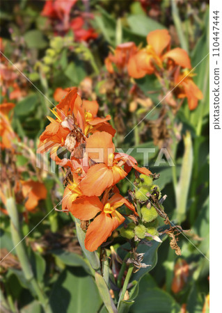Canna lily Tropical Orange 110447444