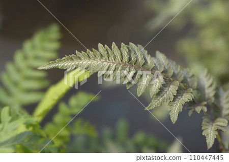 Painted Lady Fern 110447445