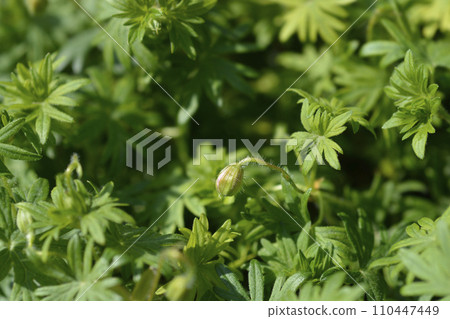 Bloody cranesbill 110447449