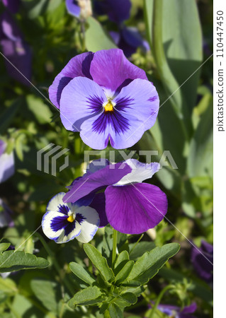 Horned violet 110447450